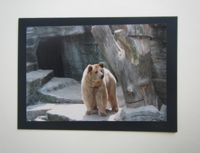 Eisbär