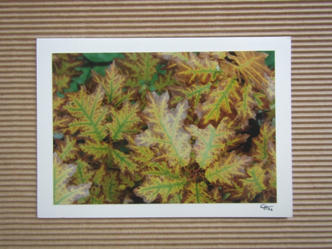 Bunte Herbstblätter